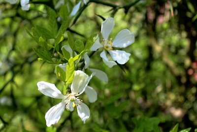 Poncirus trifoliata - citronečník trojlistý - květy a listy